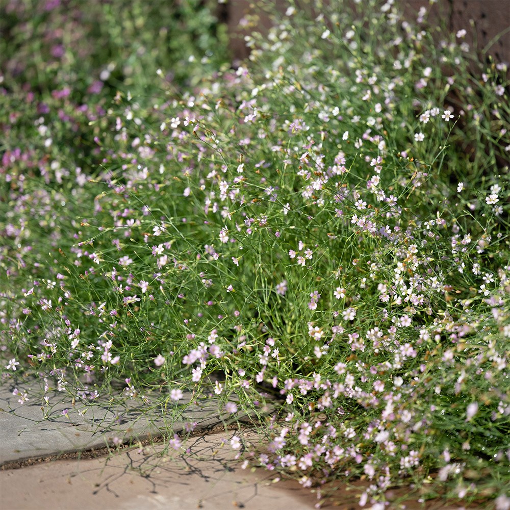 <i>Petrorhagia illyrica</i> 