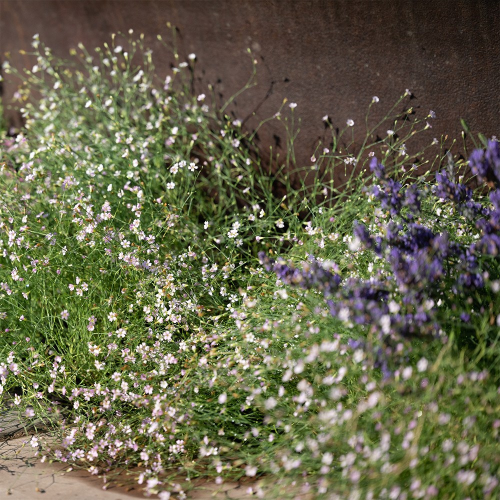 <i>Petrorhagia illyrica</i> 
