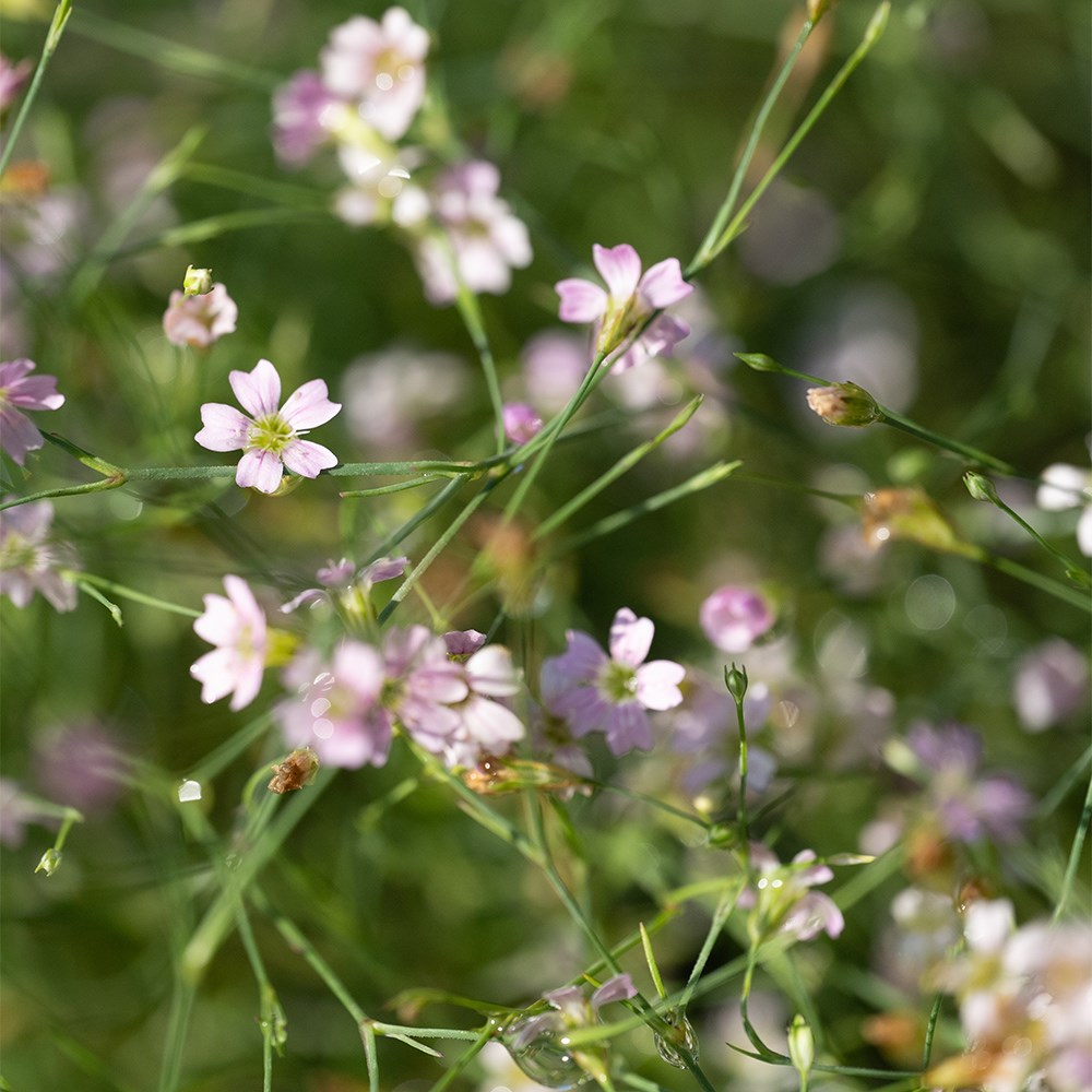 <i>Petrorhagia illyrica</i> 