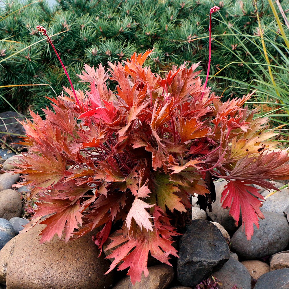 <i>Heuchera</i> Fyre Wing™ 'Amber'