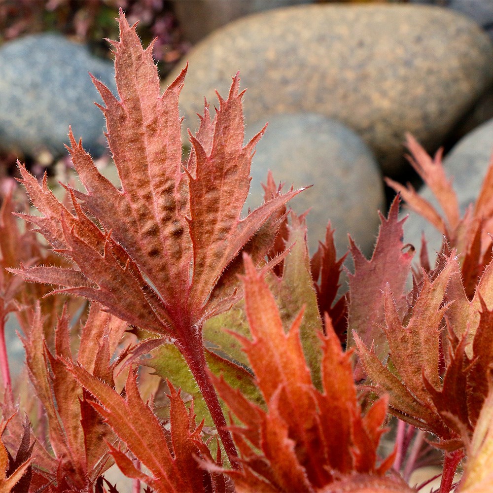 <i>Heuchera</i> Fyre Wing™ 'Amber'