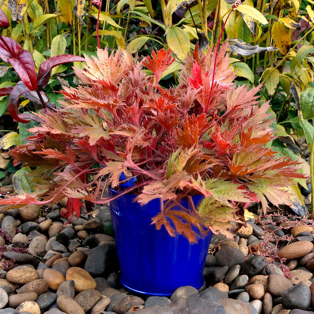<i>Heuchera</i> Fyre Wing™ 'Amber'