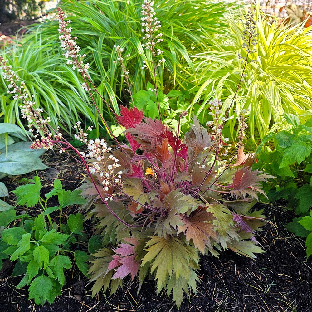 <i>Heuchera</i> Fyre Wing™ 'Amber'