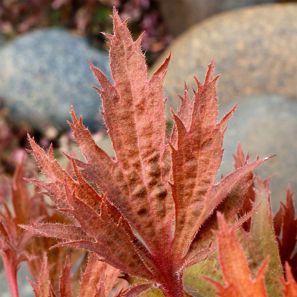 <i>Heuchera</i> Fyre Wing™ 'Amber'