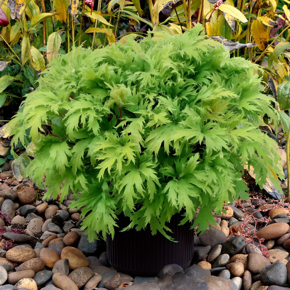 <i>Heuchera</i> Fyre Wing™ 'Heliodor'