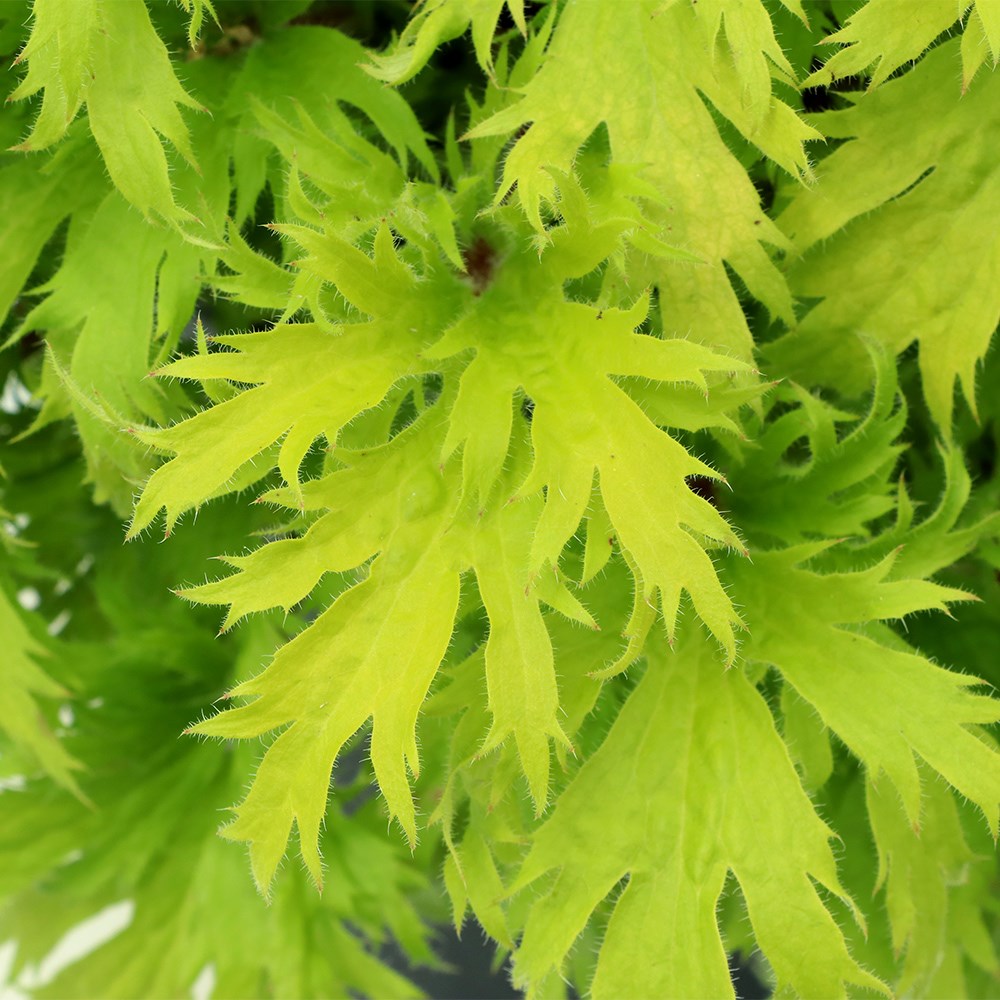 <i>Heuchera</i> Fyre Wing™ 'Heliodor'