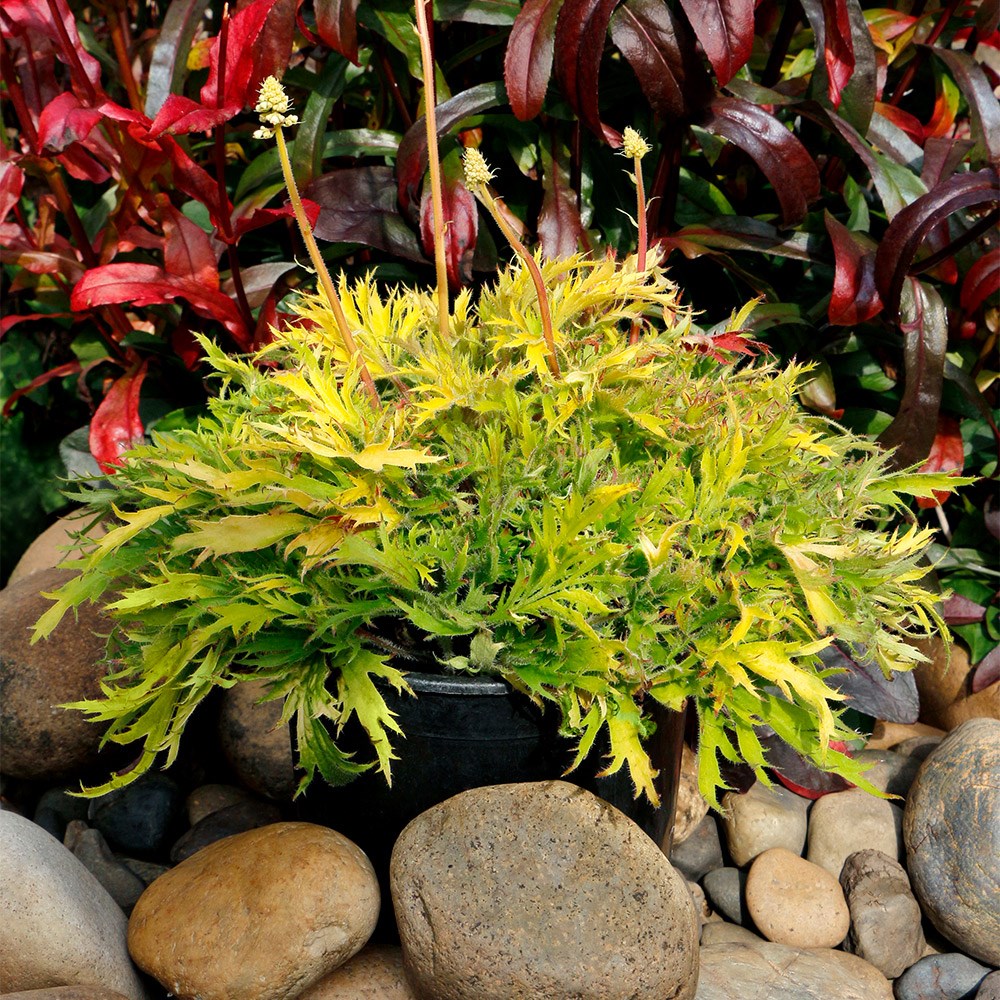 <i>Heuchera</i> Fyre Wing™ 'Heliodor'