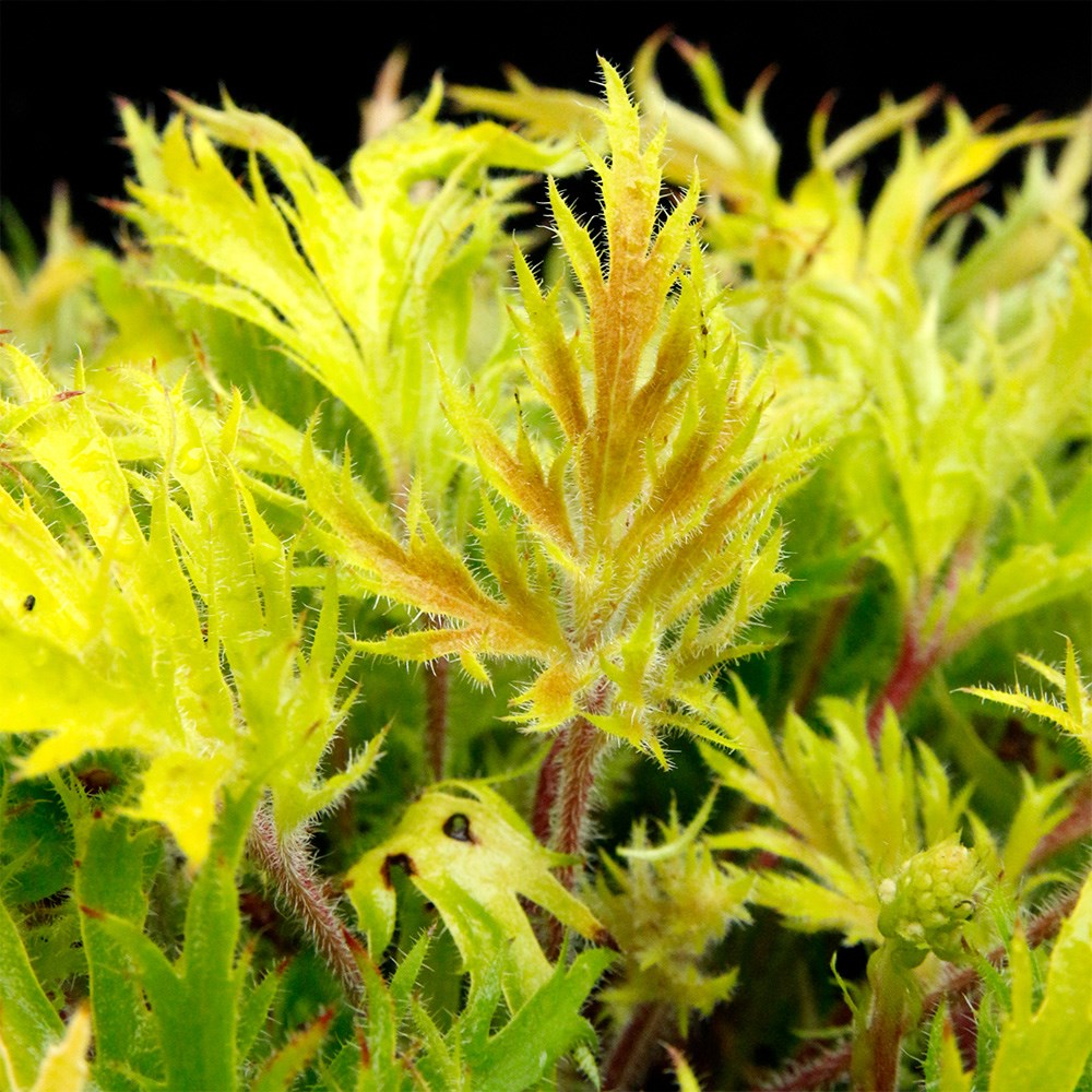 <i>Heuchera</i> Fyre Wing™ 'Heliodor'