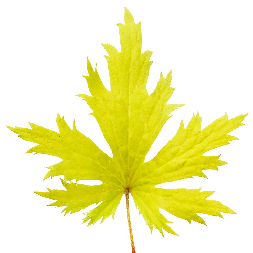 <i>Heuchera</i> Fyre Wing™ 'Heliodor'