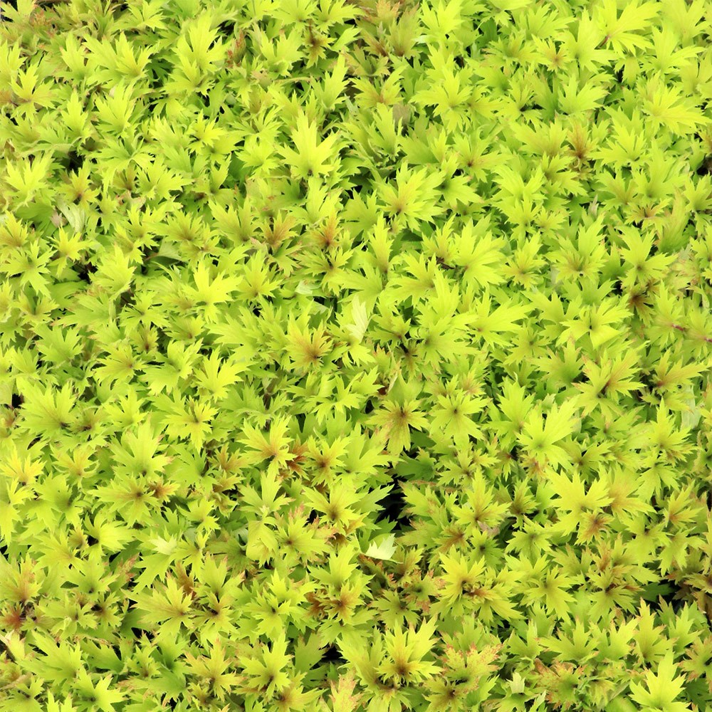 <i>Heuchera</i> Fyre Wing™ 'Heliodor'