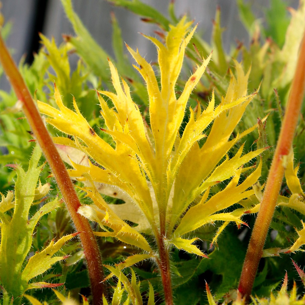 <i>Heuchera</i> Fyre Wing™ 'Heliodor'