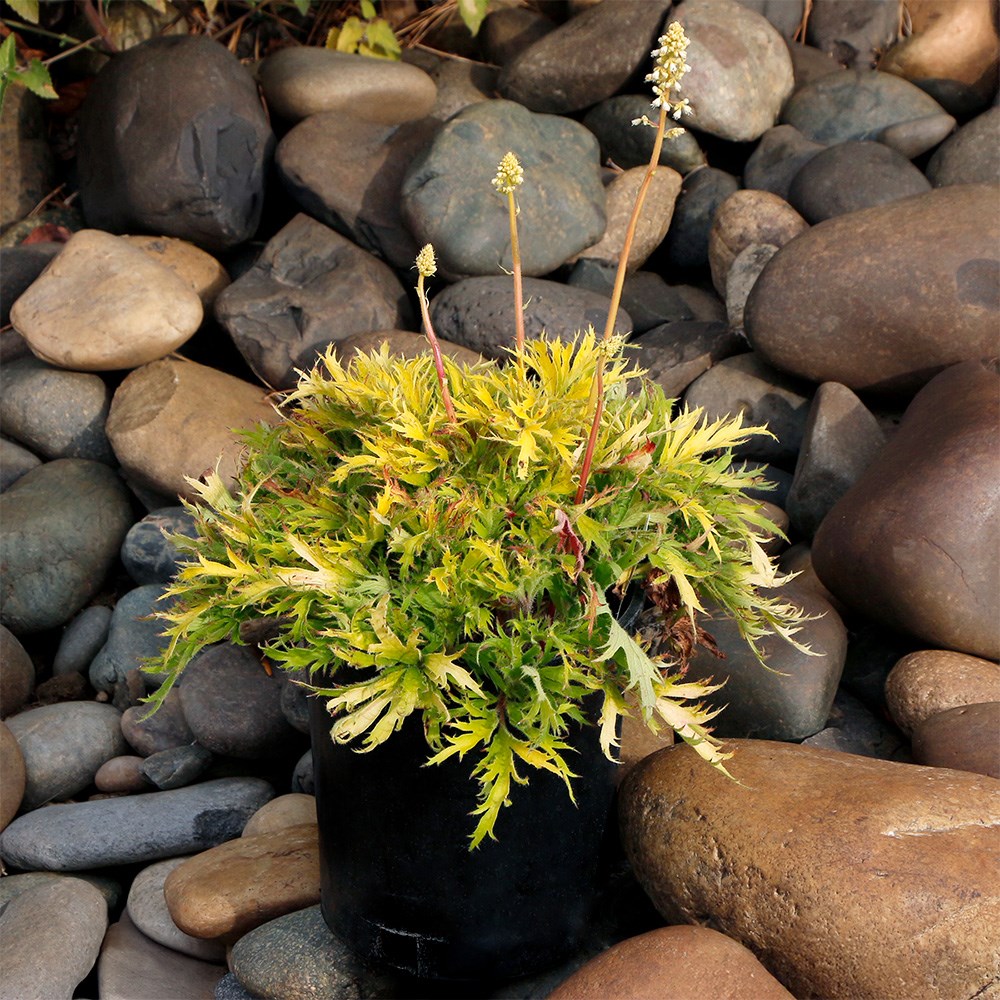 <i>Heuchera</i> Fyre Wing™ 'Heliodor'