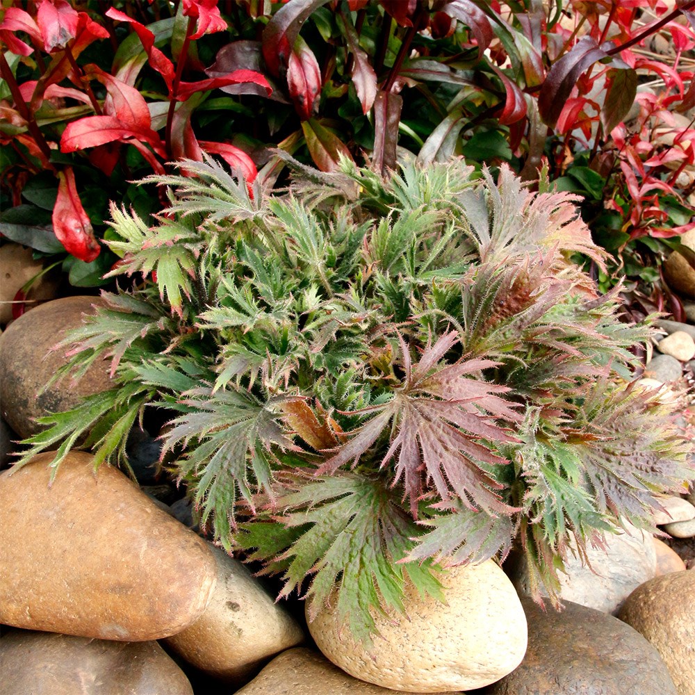 <i>Heuchera</i> Fyre Wing™ 'Jadeite'