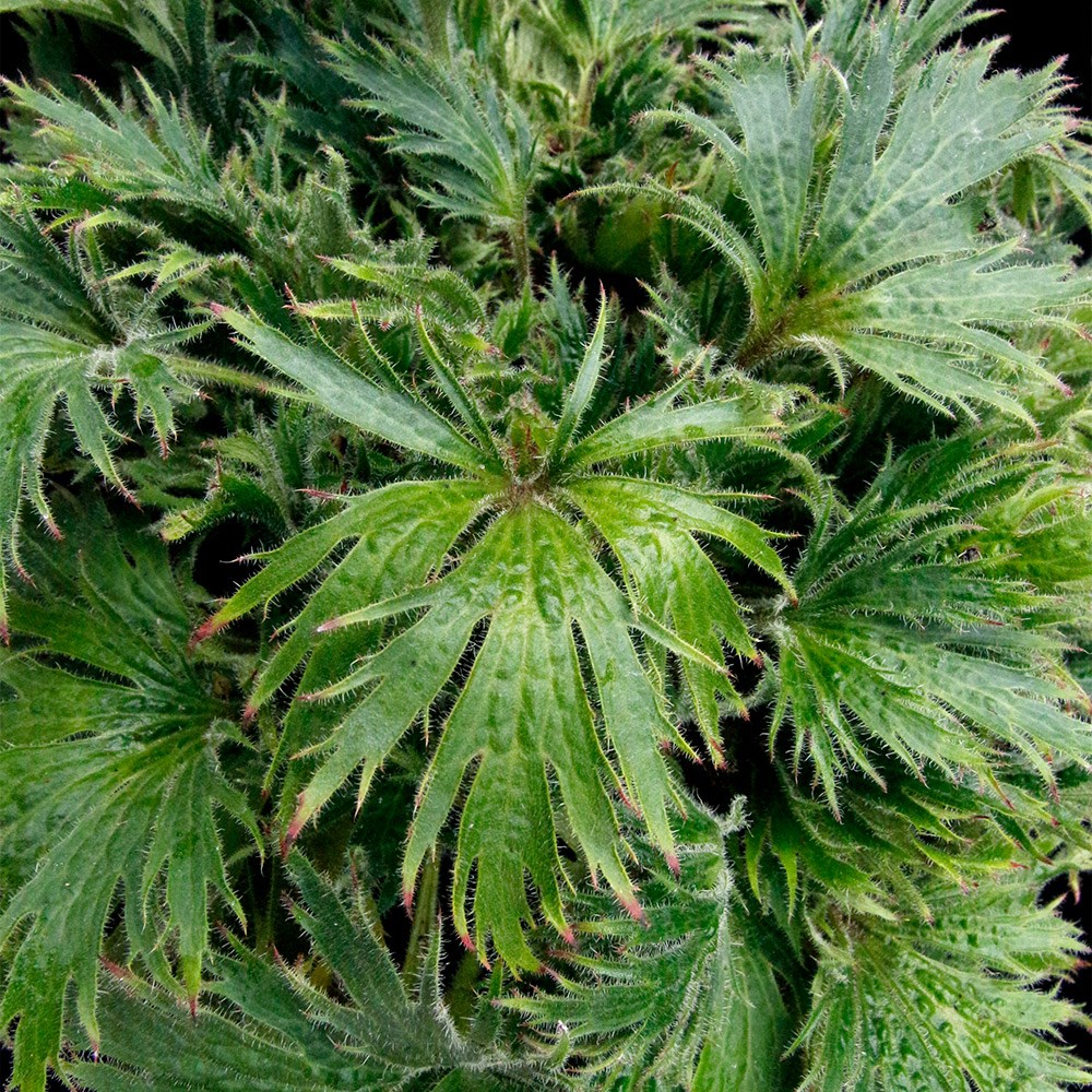<i>Heuchera</i> Fyre Wing™ 'Jadeite'