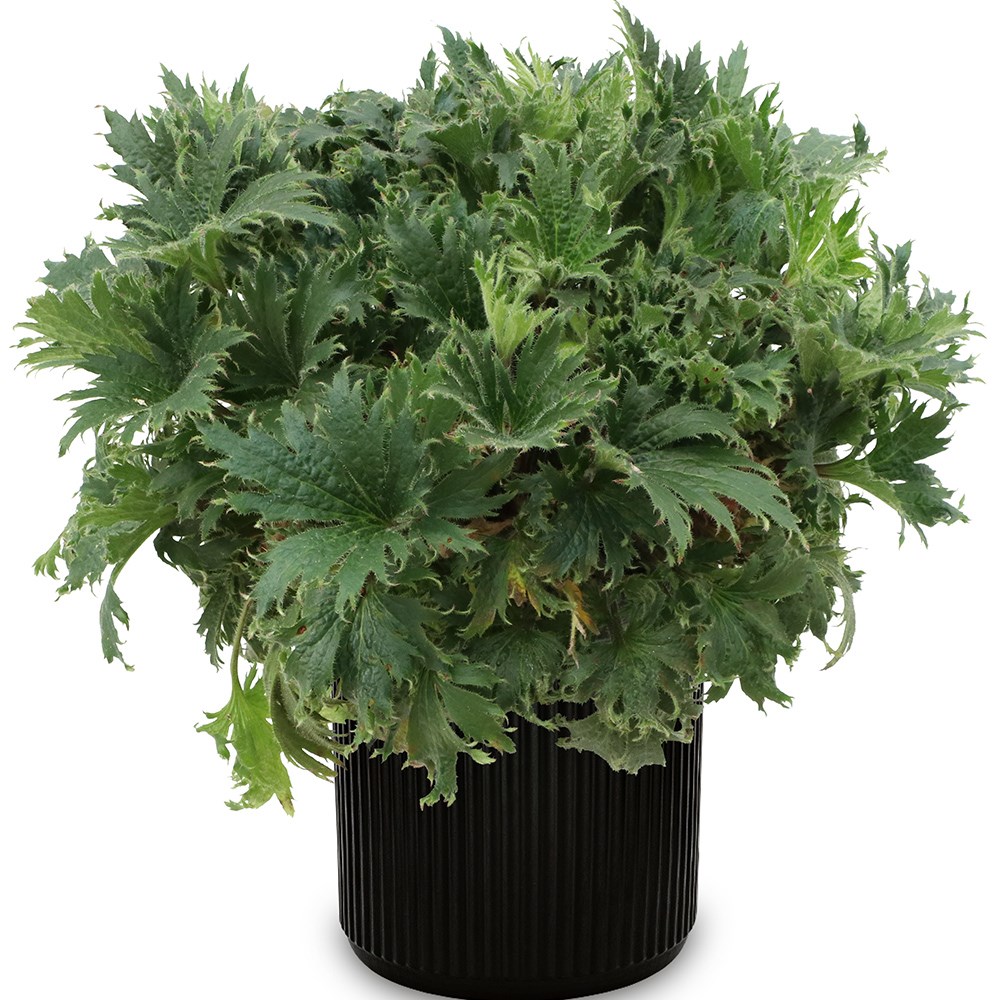 <i>Heuchera</i> Fyre Wing™ 'Jadeite'