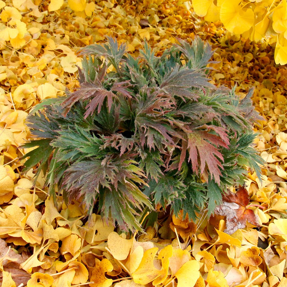 <i>Heuchera</i> Fyre Wing™ 'Jadeite'