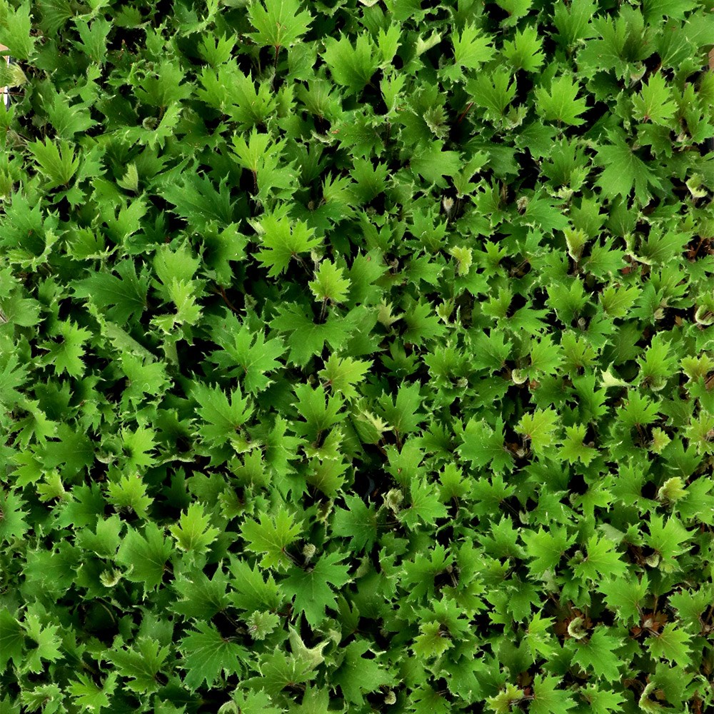 <i>Heuchera</i> Fyre Wing™ 'Jadeite'