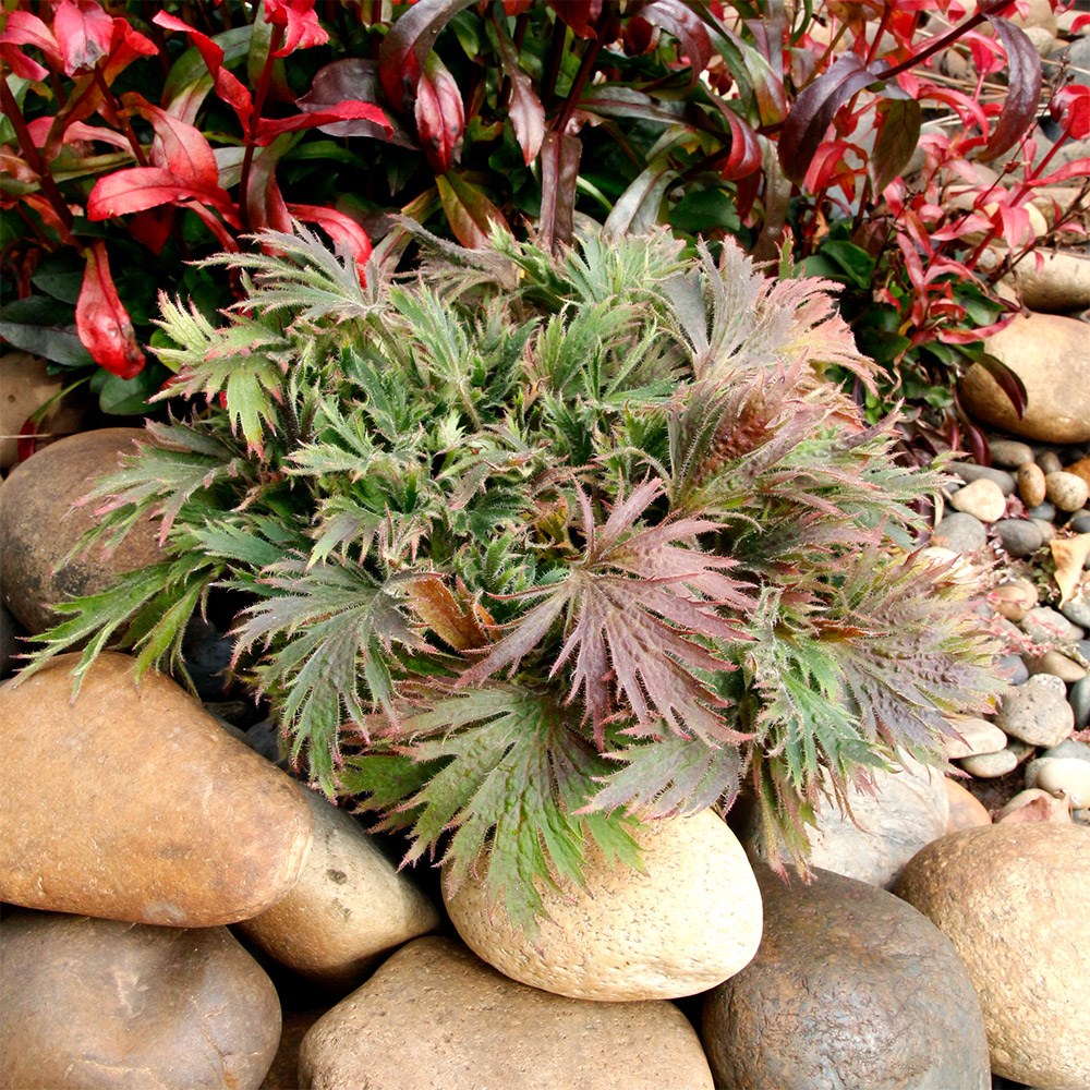 <i>Heuchera</i> Fyre Wing™ 'Jadeite'
