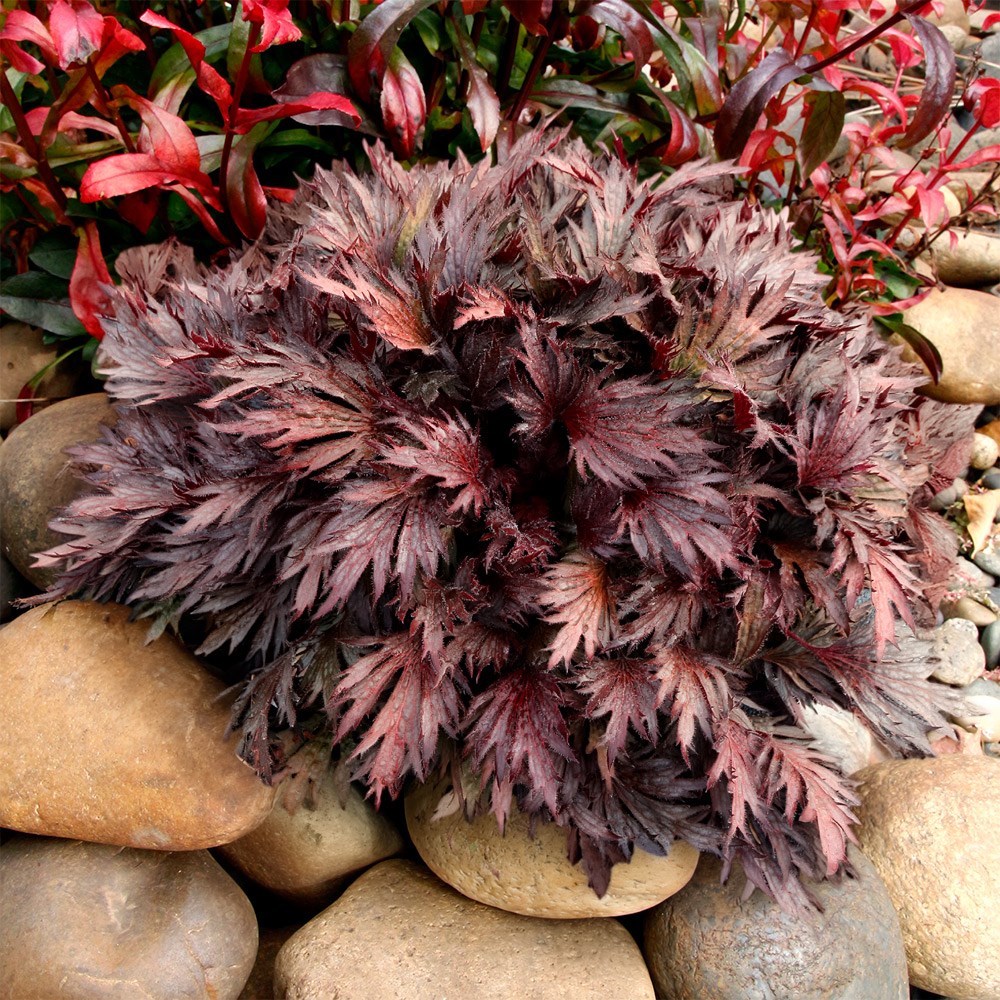 <i>Heuchera</i> Fyre Wing™ 'Rhodonite'