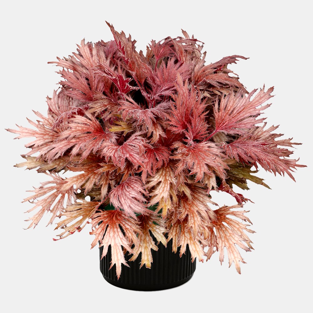 <i>Heuchera</i> Fyre Wing™ 'Rhodonite'
