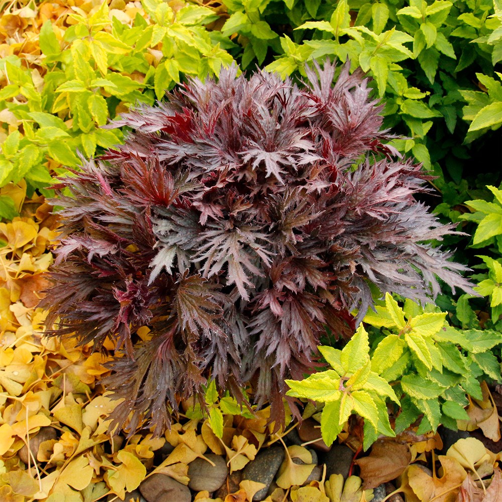 <i>Heuchera</i> Fyre Wing™ 'Rhodonite'