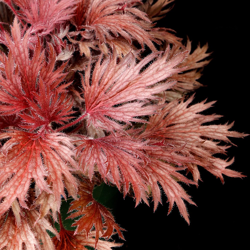 <i>Heuchera</i> Fyre Wing™ 'Rhodonite'