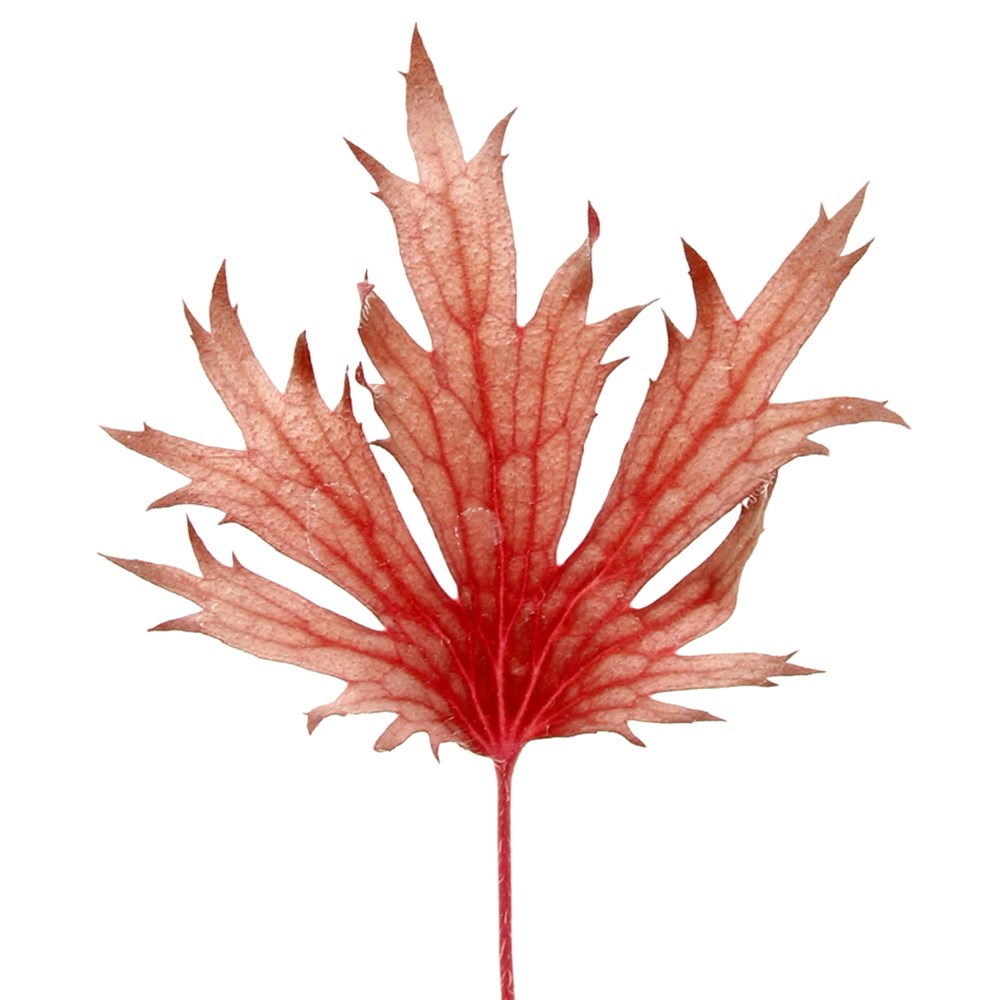 <i>Heuchera</i> Fyre Wing™ 'Rhodonite'