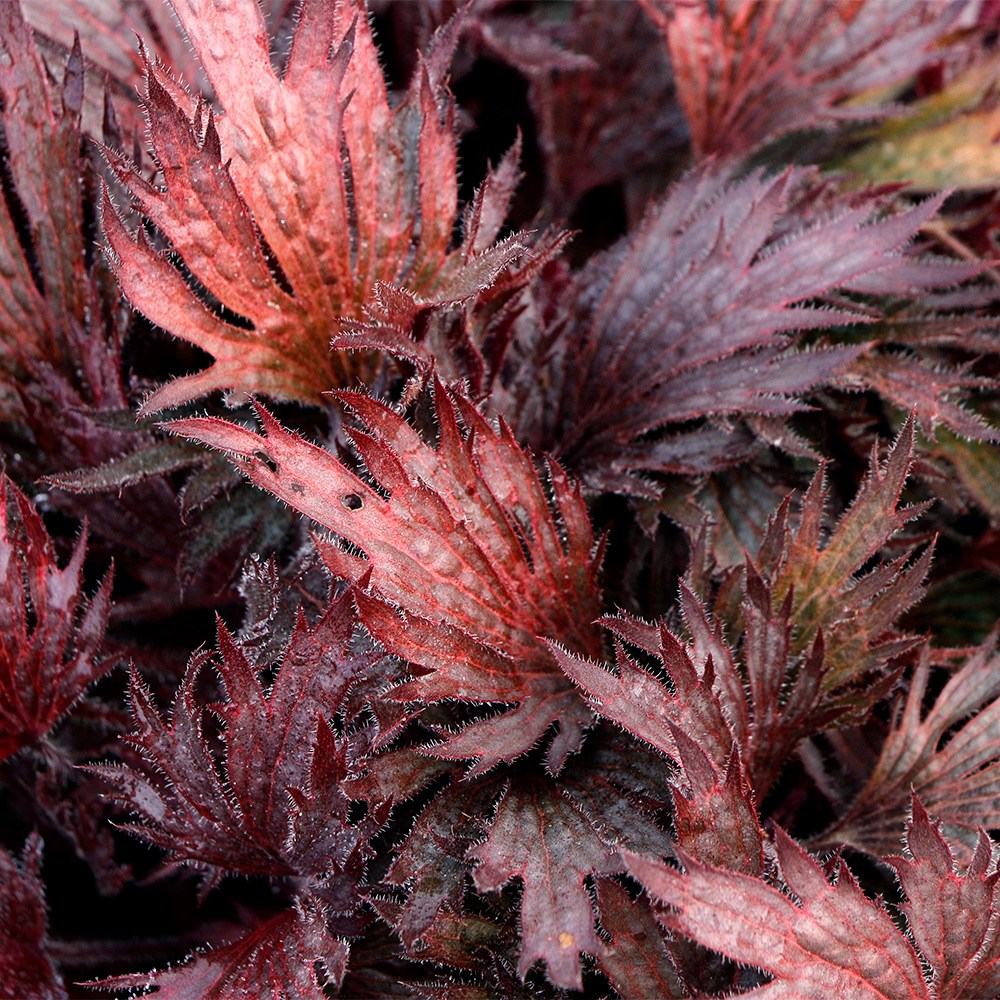 <i>Heuchera</i> Fyre Wing™ 'Rhodonite'