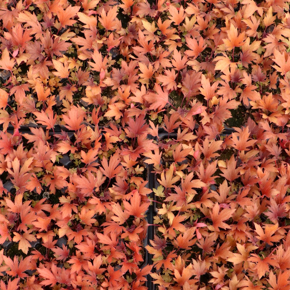 <i>Heuchera</i> Fyre Wing™ 'Rhodonite'