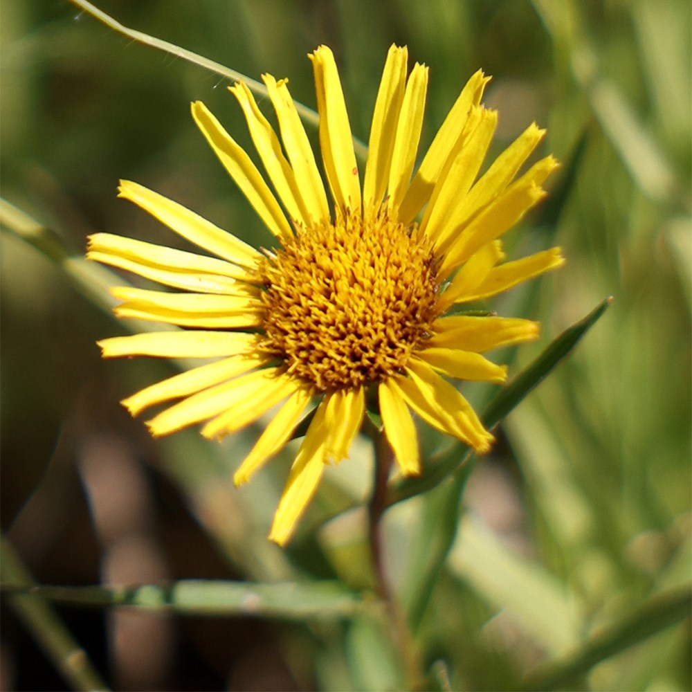 <i>Inula ensifolia</i> 