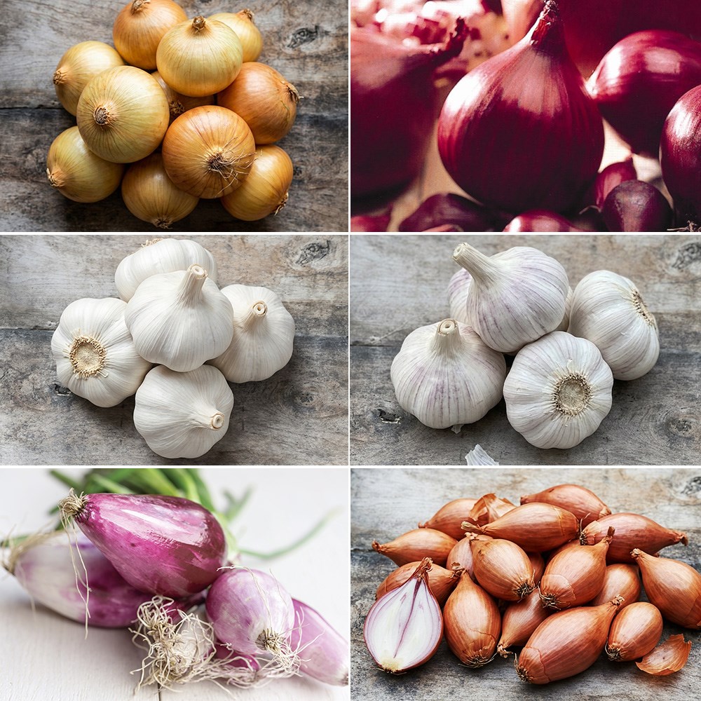 Autumn planting garlic, onion & shallot collection
