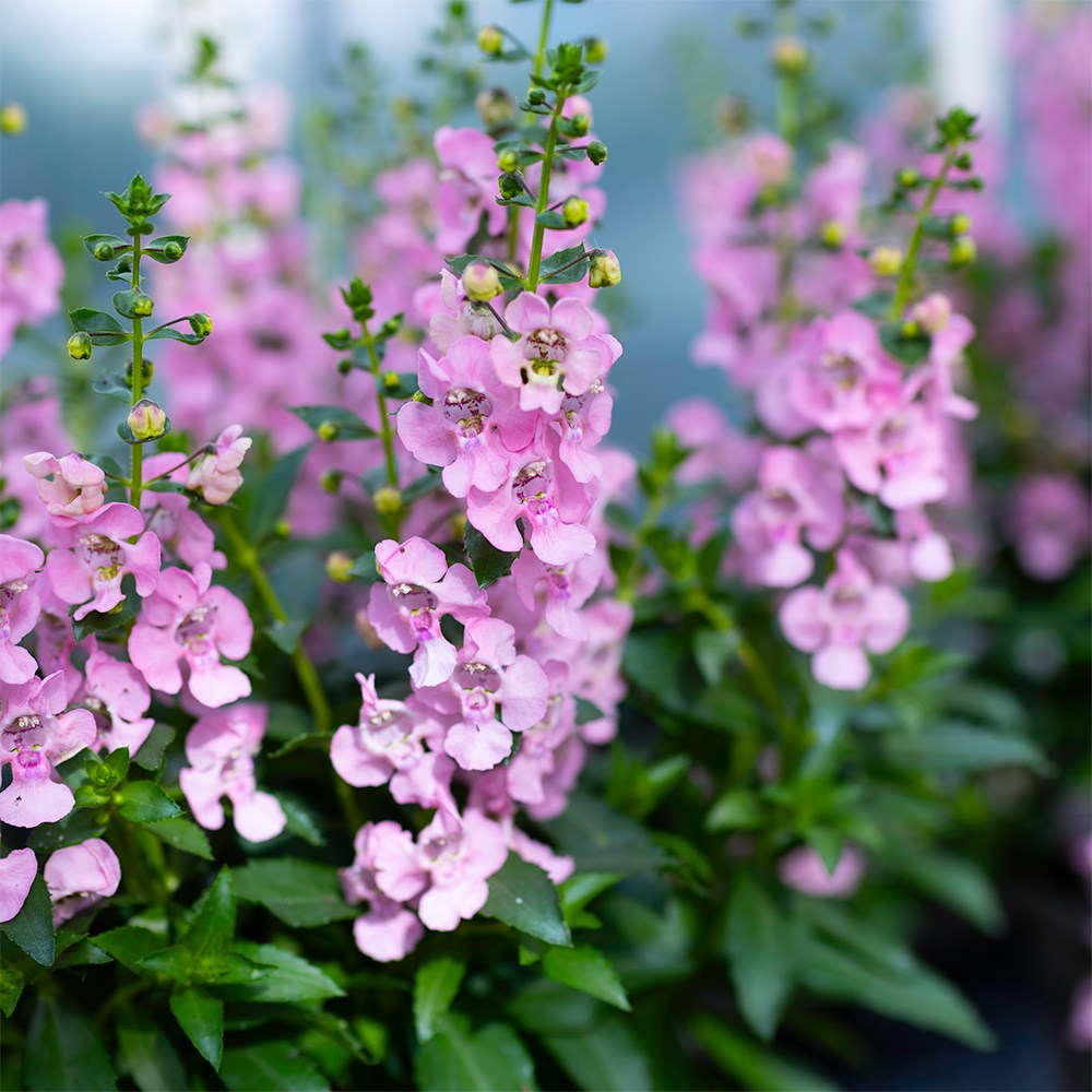 <i>Angelonia</i> 'Archangel Light Pink'