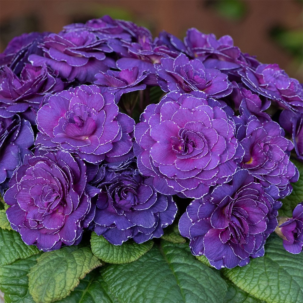 Primula 'Belarina Violetta' (Belarina Series)