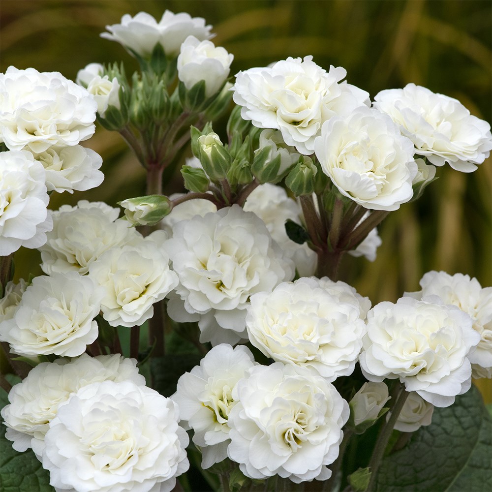 Primula 'Frosty White' (Pollyanna Series)