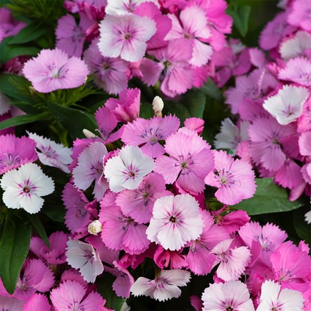 Dianthus barbatus Pink Magician (Dart Series)