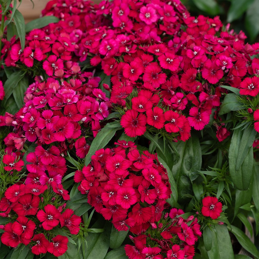 <i>Dianthus barbatus</i> 'Raspberry' (Dart Series)
