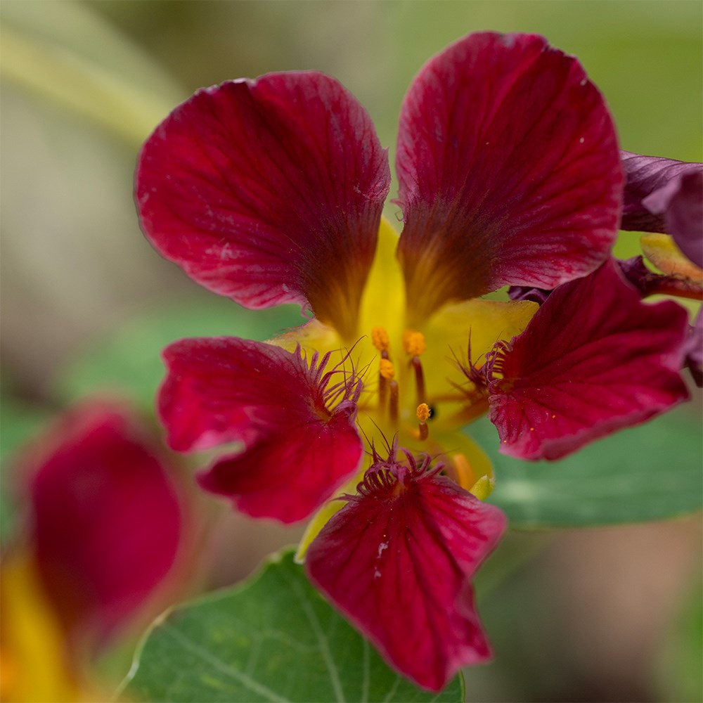 nasturtium - <i>Tropaeolum majus</i> 'Purple Emperor'
