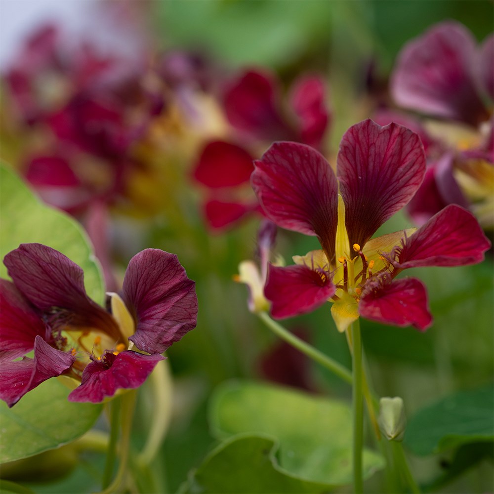 nasturtium - <i>Tropaeolum majus</i> 'Purple Emperor'
