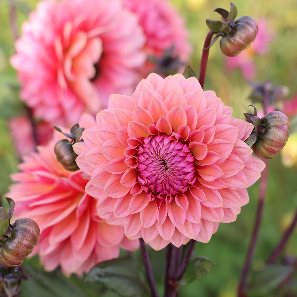<i>Dahlia</i> 'Sweet Sanne'
