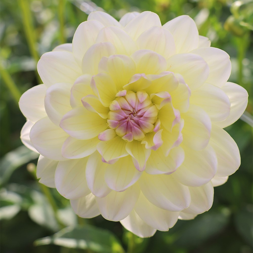 <i>Dahlia</i> 'Sandia Serenity'