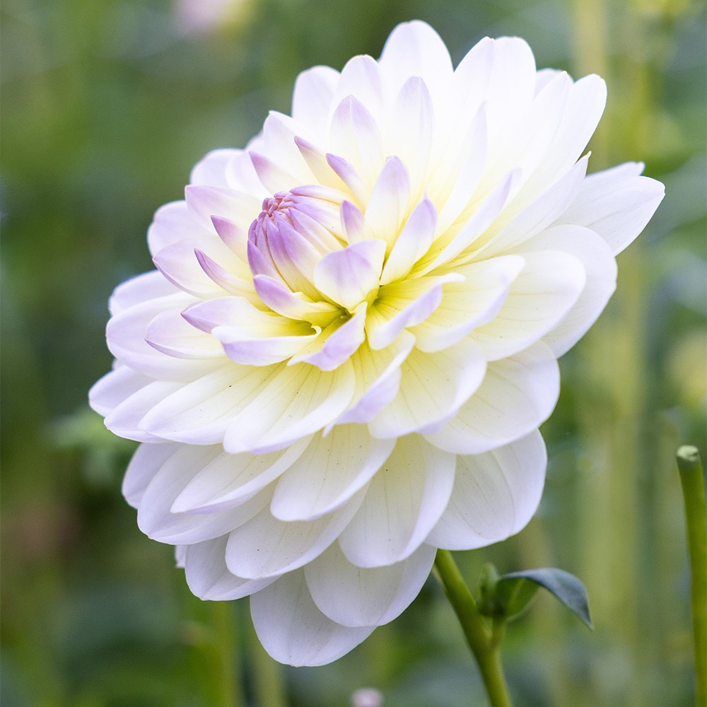 <i>Dahlia</i> 'Sandia Serenity'