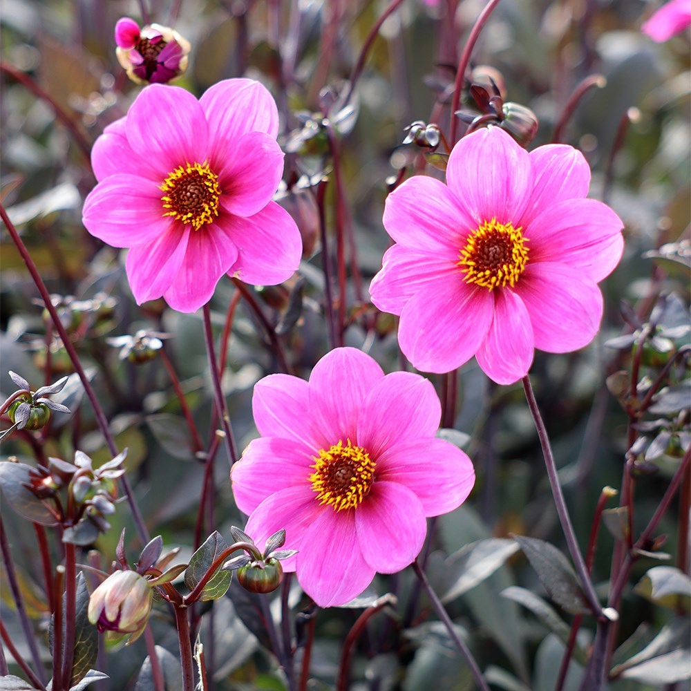 <i>Dahlia</i> <b class=small-caps>Happy Single Juliet</b> ('HS Juliet') (Happy Single Series)