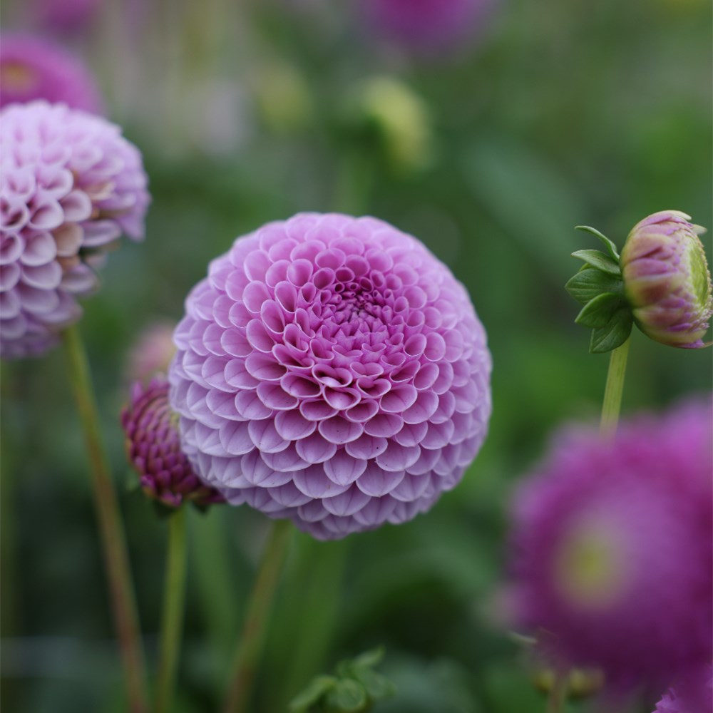 <i>Dahlia</i> 'Lipoma'