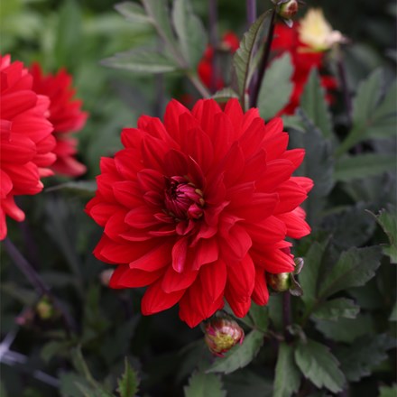 Dahlia Karma Amora