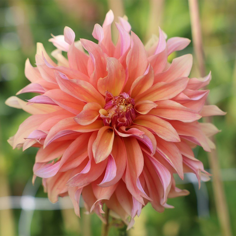 <i>Dahlia</i> 'Tyrell'