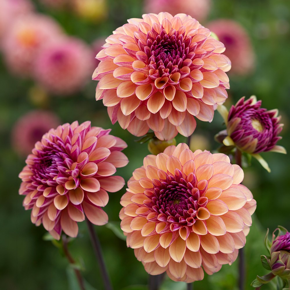 <i>Dahlia</i> 'Palmares'
