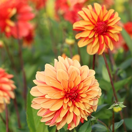 Dahlia Japlou