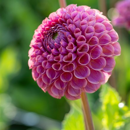 Dahlia Caitlin's Joy