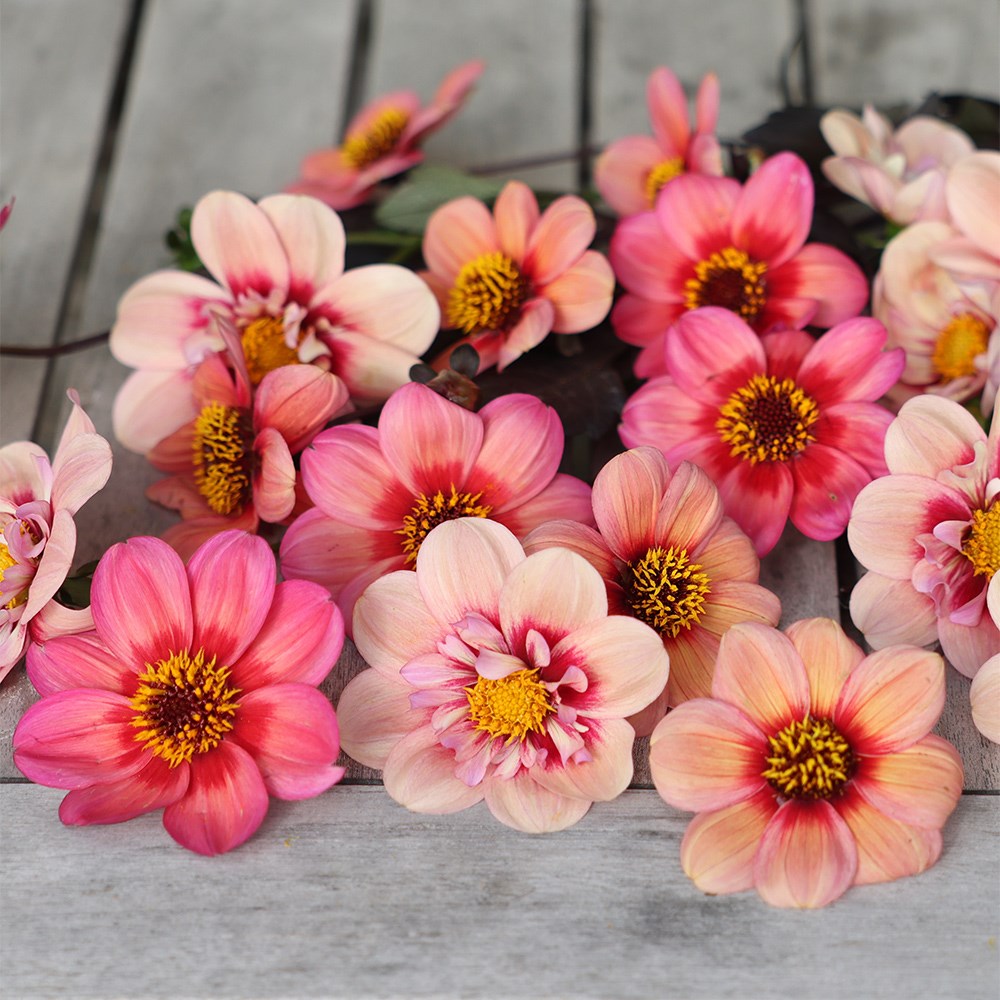 Must have dahlia collection