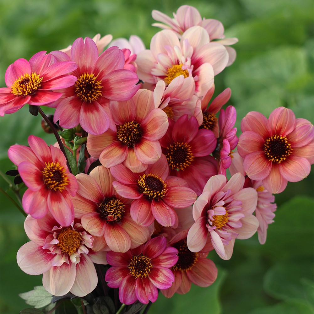 Must have dahlia collection